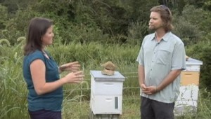 Reed interviewed regarding bees