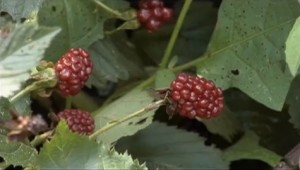 Berries growing on shrub