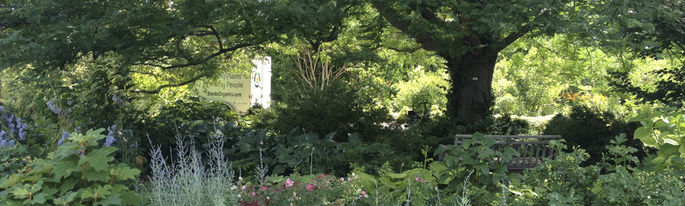 A beautiful permaculture garden.